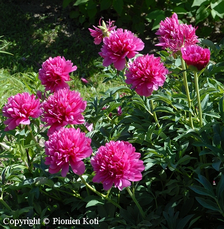 Paeonia humilis 'Juhannuspioni'